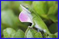 Are Green Anole Lizards Good Pets?