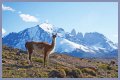 Wildlife in Patagonia: 20 Amazing Species